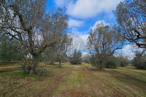 Tomt i Martano, Lecce, Martano - € 55 000 | Ref: TR002 - foto 10